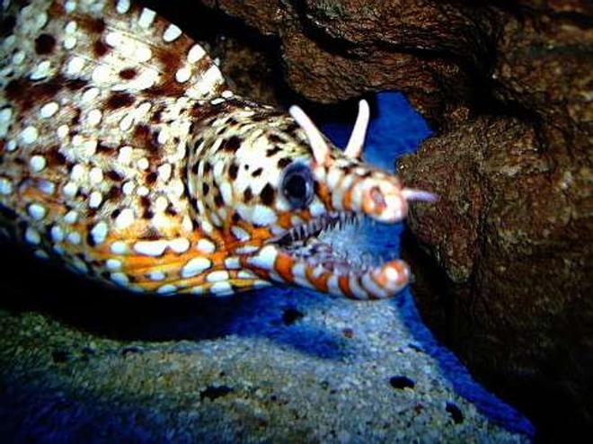 saltwater fish - muraena pardalis - dragon moray eel stocking in 29 gallons tank - Hawaiian Dragon Moray