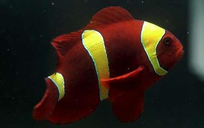 saltwater fish - premnas biaculeatus - yellowstripe maroon clownfish stocking in 29 gallons tank - Yellow stripe maroon