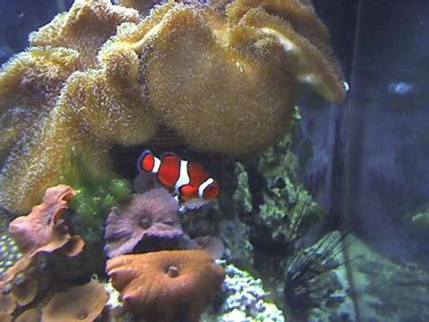 Rated #56: Corals Inverts - Actinodiscus Sp. - Red Mushroom Stocking In 29 Gallons Tank - 180 gallon Reef tank