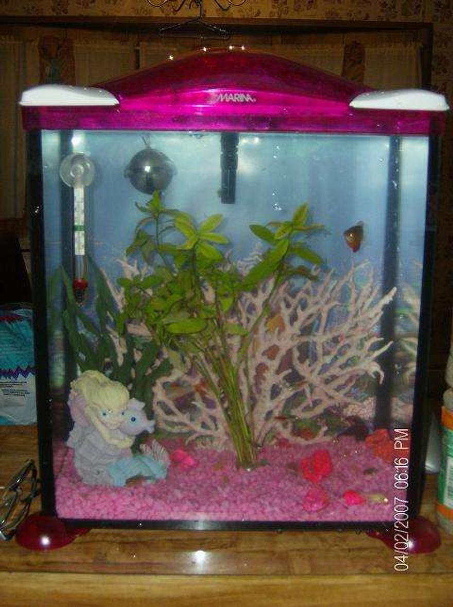 Rated #574: 5 Gallons Freshwater Fish Tank - My cute little pink mermaid tank
