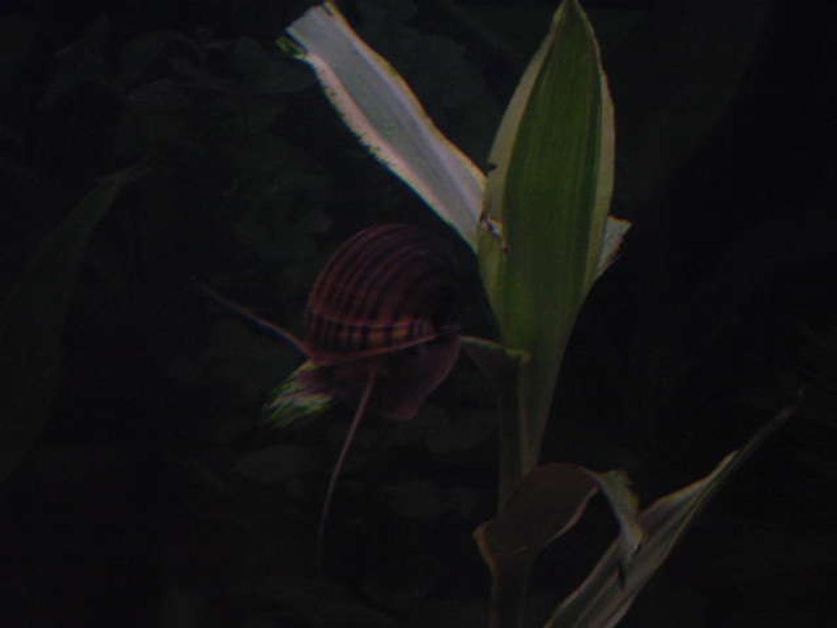 corals inverts - pomacea canaliculata - apple snail stocking in 113 gallons tank - apple snail