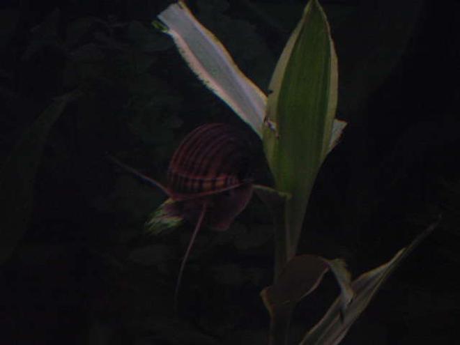 corals inverts - pomacea canaliculata - apple snail stocking in 113 gallons tank - apple snail