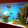 250 gallons saltwater fish tank (mostly fish, little/no live coral) - Consists mostly of tangs & a pair of lionfish.