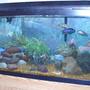 55 gallons freshwater fish tank (mostly fish and non-living decorations) - 55g african cichlids