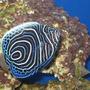 saltwater fish - pomacanthus imperator - imperator angelfish stocking in 20 gallons tank - Imperator Angelfish Juv.