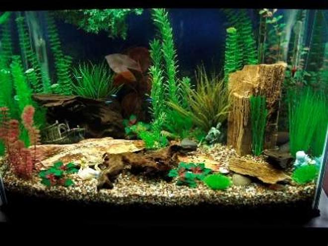 70 gallons freshwater fish tank (mostly fish and non-living decorations) - Peaceful, community fish.