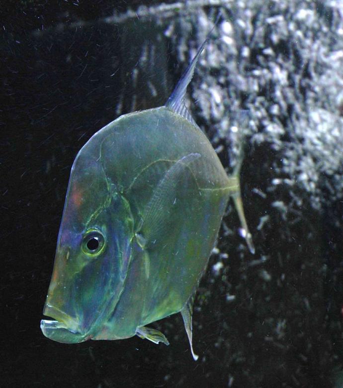 saltwater fish - carangoides otrynter - threadfin jack stocking in 180 gallons tank - LOOK DOWN THREAD FIN