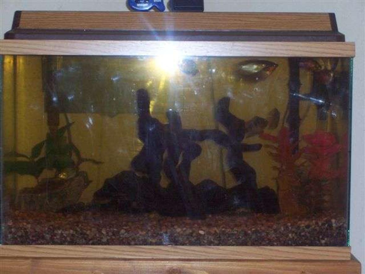 29 gallons freshwater fish tank (mostly fish and non-living decorations) - 29 gal freshwater tank w/ 1 Jack Dempsey Cichlid, 1 Gold Gourmis, 2 Pearl Gourmis, 2 Dwarf Gourmis, 2 Flame Gourmis and 1 Sailfin Gibbiceps Pelcos. I have used 30lbs of river gravel, the larger rocks are from the near by river, the plants are fake, the driftwood is made from several peices I've found at the rivers edge.