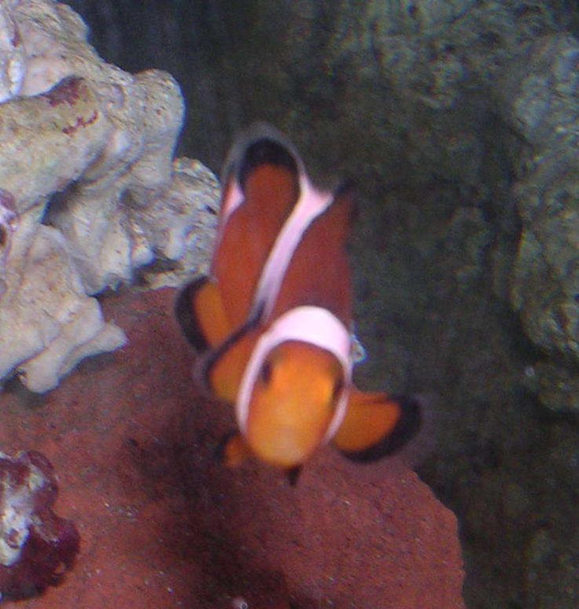 Rated #93: 20 Gallons Saltwater Fish Tank - one of my clowns