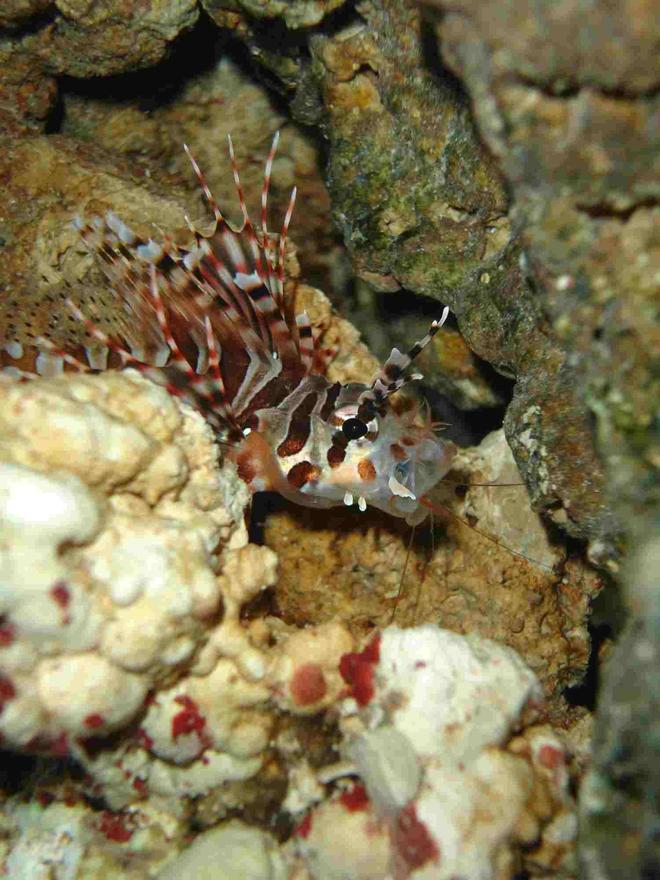 saltwater fish - dendrochirus brachypterus - fuzzy dwarf lionfish stocking in 20 gallons tank - My Dwarf Lionfish eating a shrimp. *R.I.P.*