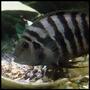 freshwater fish - archocentrus nigrofasciatus - black convict cichlid stocking in 40 gallons tank - convict