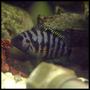 freshwater fish - archocentrus nigrofasciatus - black convict cichlid stocking in 40 gallons tank - female convict