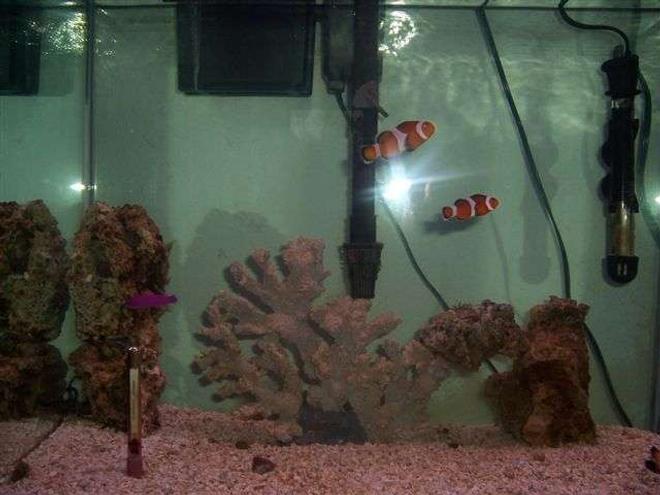 125 gallons saltwater fish tank (mostly fish, little/no live coral) - 30gal, 2 clowns,1 purpledottyback,horseshoe crab,sea serpent.