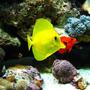 saltwater fish - zebrasoma flavescens - yellow tang - hawaii stocking in 110 gallons tank - after going through 4 yellow tangs, this one is by far the healthiest one i have ever seen. i reccomend the garlic algea dry flakes, they go crazy for it