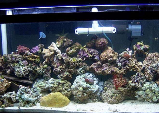 55 gallons reef tank (mostly live coral and fish) - my 3 month old reef tank