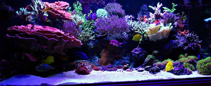 Rated #6: Fish Tank Picture - New Lighting