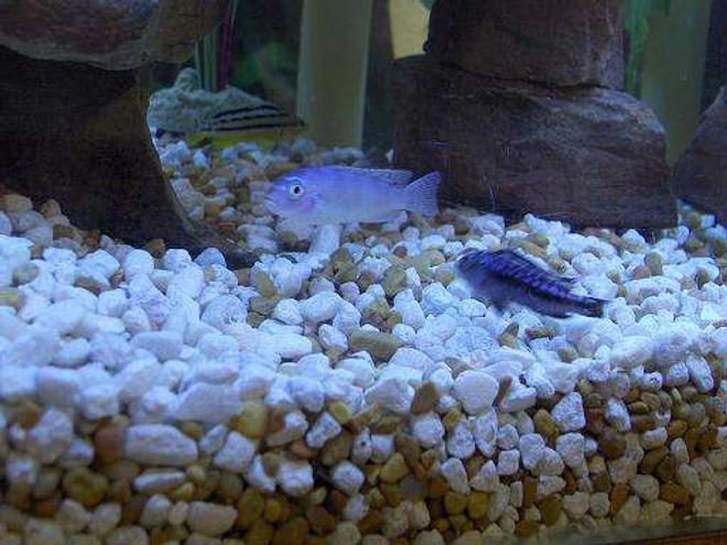 freshwater fish - melanochromis auratus - auratus cichlid stocking in 45 gallons tank - 3 of my cichlids
