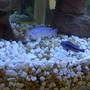 freshwater fish - melanochromis auratus - auratus cichlid stocking in 45 gallons tank - 3 of my cichlids