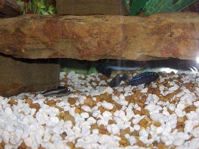 freshwater fish - phractocephalus hemioliopterus - redtail cat stocking in 45 gallons tank - 2 of my cichlids and 1 of my catfish