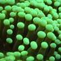 corals inverts - euphyllia glabrescens - torch coral stocking in 25 gallons tank - Green Torch