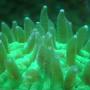 corals inverts - fungia repanda - plate coral, neon green - short tentacle stocking in 25 gallons tank - Bright green fungia under actinics.