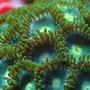 corals inverts - zoanthus sp. - atomic green zoanthids stocking in 25 gallons tank - More zoos.