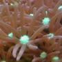 corals inverts - briareum sp. - starburst polyp stocking in 25 gallons tank - Pink Star Polyps
