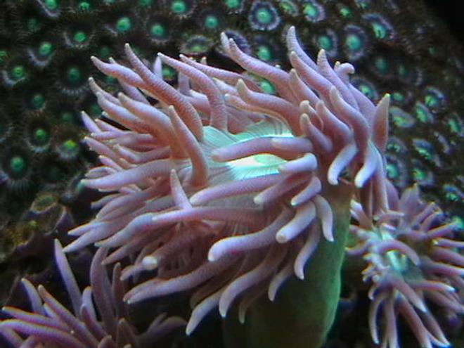corals inverts - duncanopsammia axifuga - giant green polyp duncan stocking in 25 gallons tank - $2.50 Duncans
