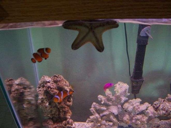 saltwater fish - amphiprion percula - true percula clownfish - tank-bred stocking in 125 gallons tank - Our 2 clownfish,purple dottyback, and starfish