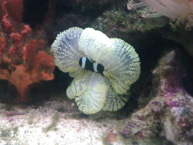 saltwater fish - amphiprion clarkii - clarkii clownfish stocking in 70 gallons tank - my crazy clown in his house