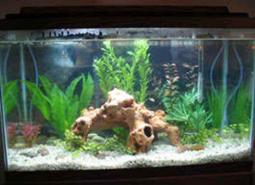 Rated #341: 29 Gallons Freshwater Fish Tank - This is my 29 gallon tank. I used to have tiger barbs, but I now have some gouramis, a bala shark, black skirt tetras, and oto cats. I used fake plants--silk and plastic--and a Whisper filter. Annddd it's the first tank I've had since I was a kid. :)