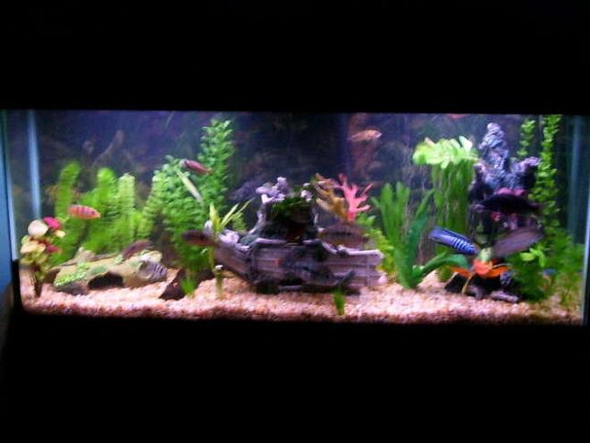 55 gallons freshwater fish tank (mostly fish and non-living decorations) - A pic of my whole tank all of central,african cichlids