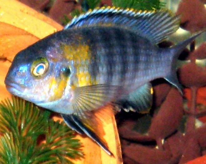 freshwater fish - tropheops sp. red cheek - red cheek stocking in 55 gallons tank - Tropheops "Red Cheek"