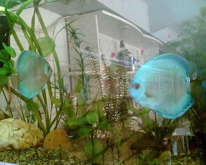 freshwater fish - symphysodon sp. - blue diamond discus stocking in 120 gallons tank - Blue Daimond Pair