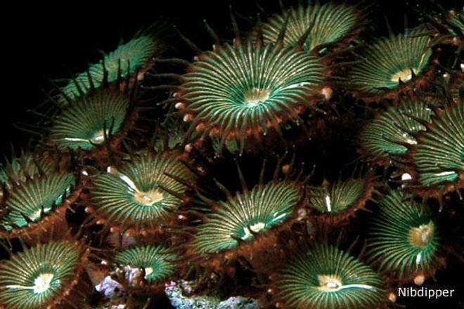 corals inverts - protopalythoa sp. - button polyp stocking in 24 gallons tank - Button Polyps