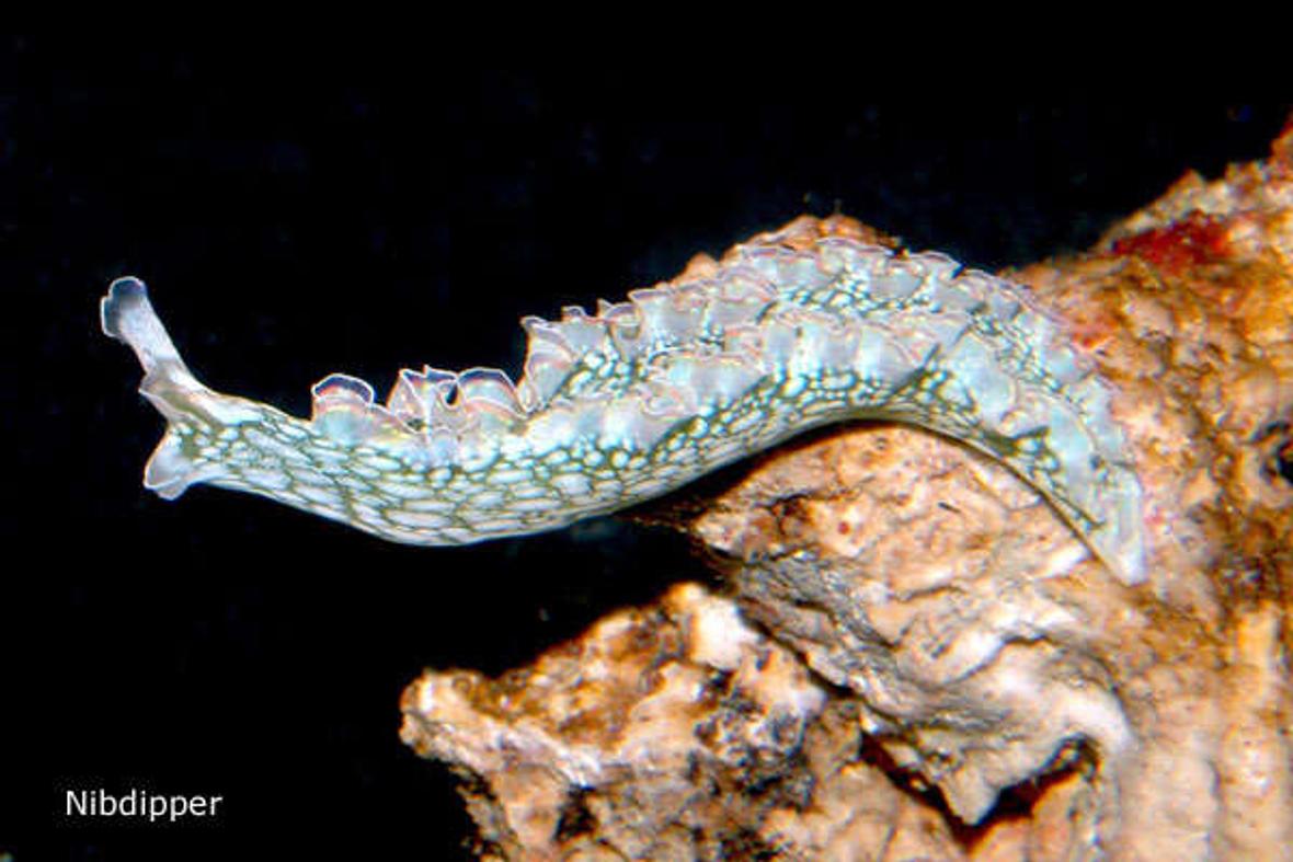 corals inverts - tridachia crispata - lettuce sea slug (nudibranch), green stocking in 24 gallons tank - Romaine, our Elysia Crispata or Lettuce Slug
