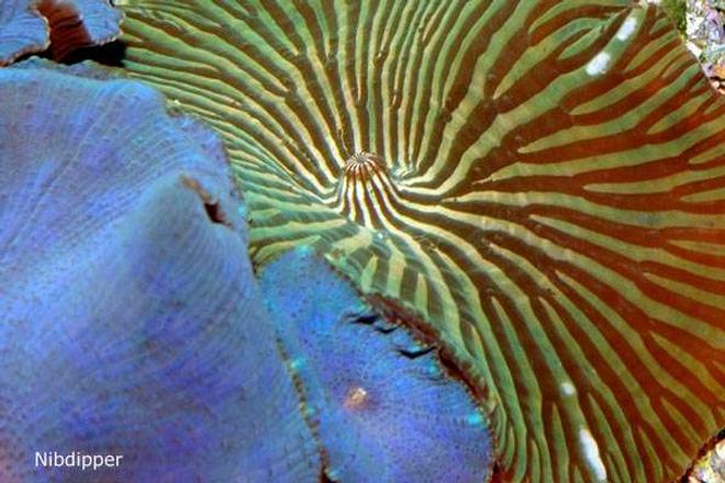 corals inverts - actinodiscus sp. - blue striped mushroom stocking in 24 gallons tank - Discosoma