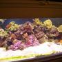 75 gallons reef tank (mostly live coral and fish) - unfortunately this tank broke a few days ago. but luckily i manged to save all live stock and they are now in a 100 gal setup. pics to come...