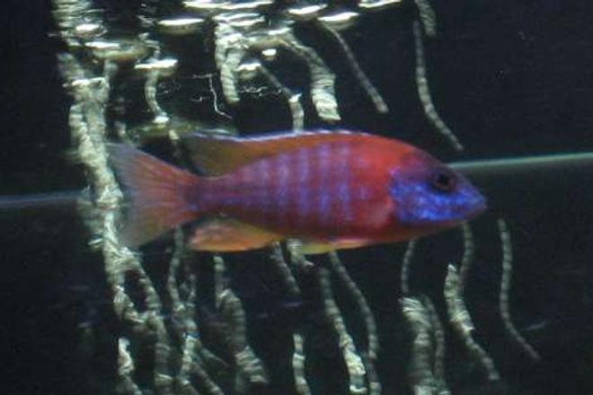 freshwater fish - aulonocara rubescens - ruby red peacock stocking in 75 gallons tank - Ruby Red