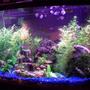 46 gallons planted tank (mostly live plants and fish) - 46g Planted Tank