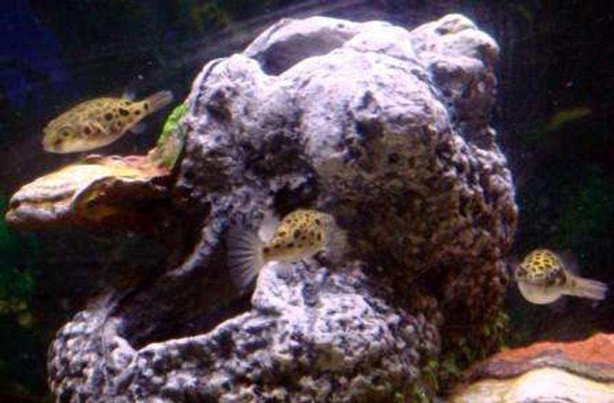 Rated #1778: Freshwater Fish - Tetraodon Nigroviridis - Green Spotted Puffer Stocking In 125 Gallons Tank - All 3 of my Green Puffers hanging out and just relaxing together at the top of the Shroom Tower