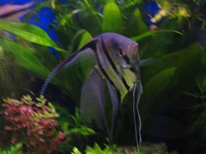 freshwater fish - pterophyllum scalare - smokey angelfish stocking in 17 gallons tank - My Angelfish