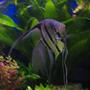 freshwater fish - pterophyllum scalare - smokey angelfish stocking in 17 gallons tank - My Angelfish