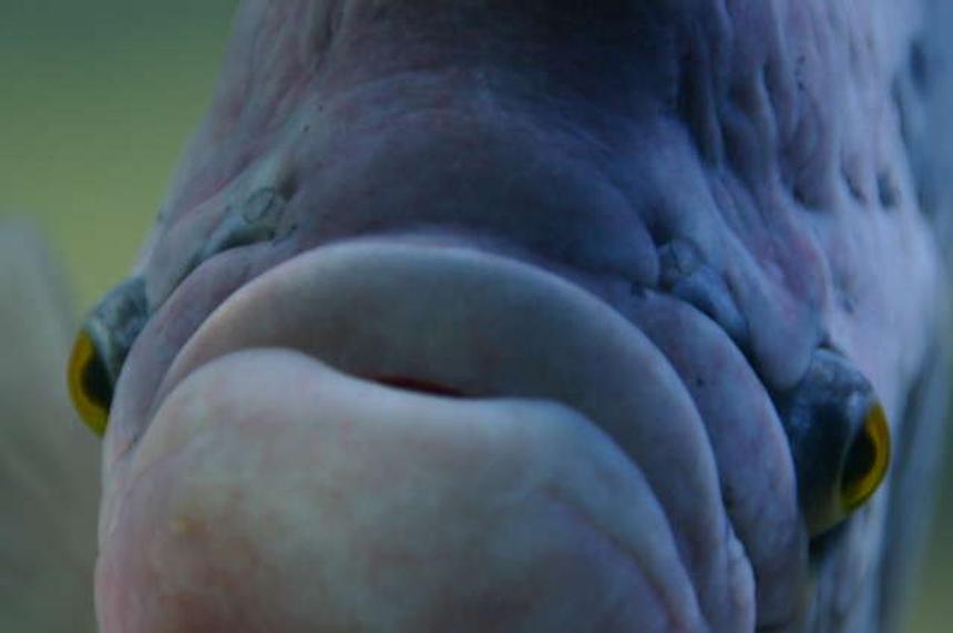 Rated #20: Freshwater Fish - Colisa Fasciata - Giant Gorami Stocking In 180 Gallons Tank - This is my Giant Gorami.  He is 19 inches long and 8 inches wide.  So funny, he chases the cleaning magnet when I'm cleaning the Tank and eats just about anything but tomatoes are his favorite.  He lives in my 180 gallon with datnoids and parrots.