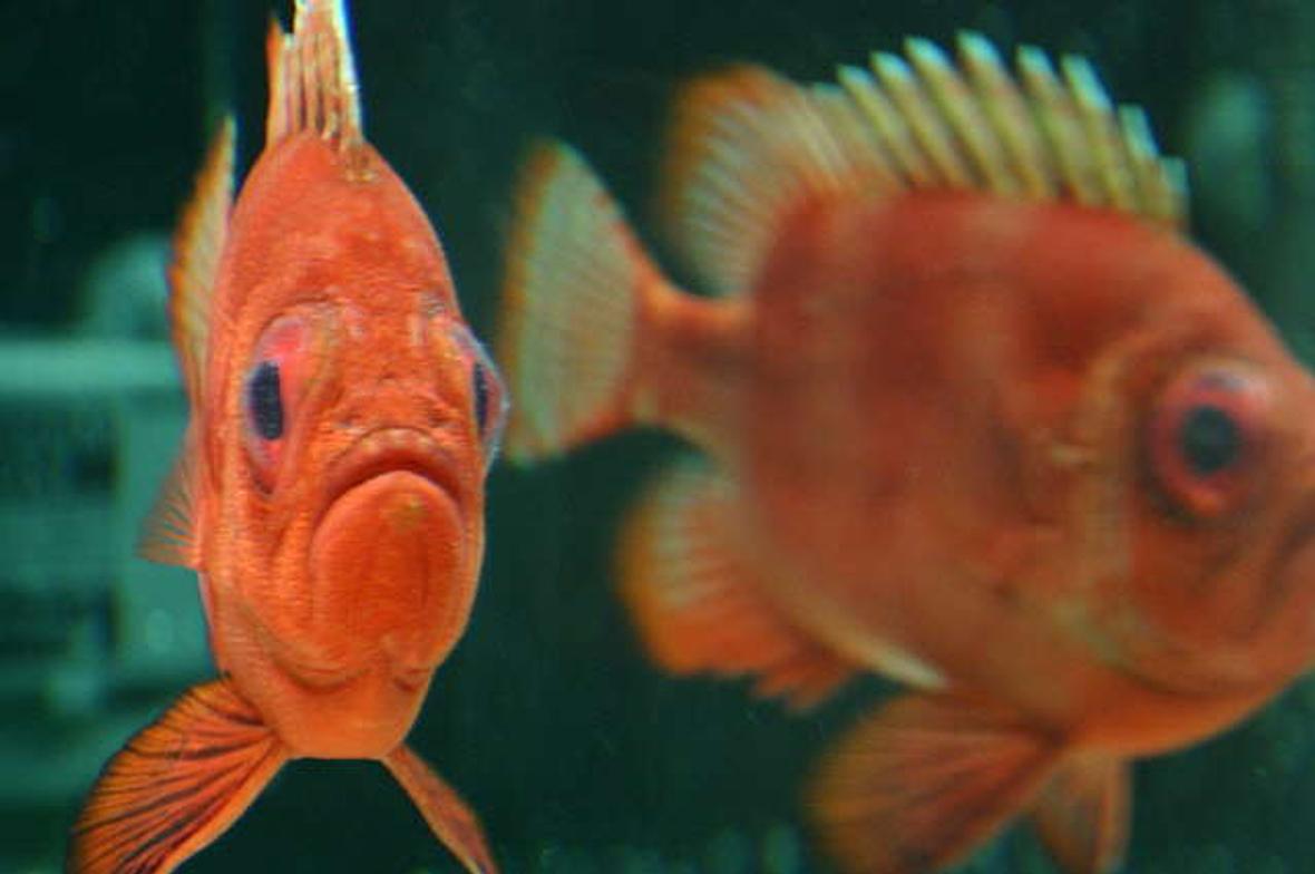 saltwater fish - pristigenys serrula - popeye catalufa stocking in 180 gallons tank - This is my Popeye Catalufa. He has the most personality in the Tank and is my favorite.