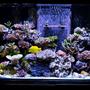 fish tank picture - updated pic of 180
