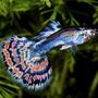 freshwater fish - poecilia reticulata - blue cobra guppy stocking in 75 gallons tank - 1 of my guppies in a 10,000 gallon
