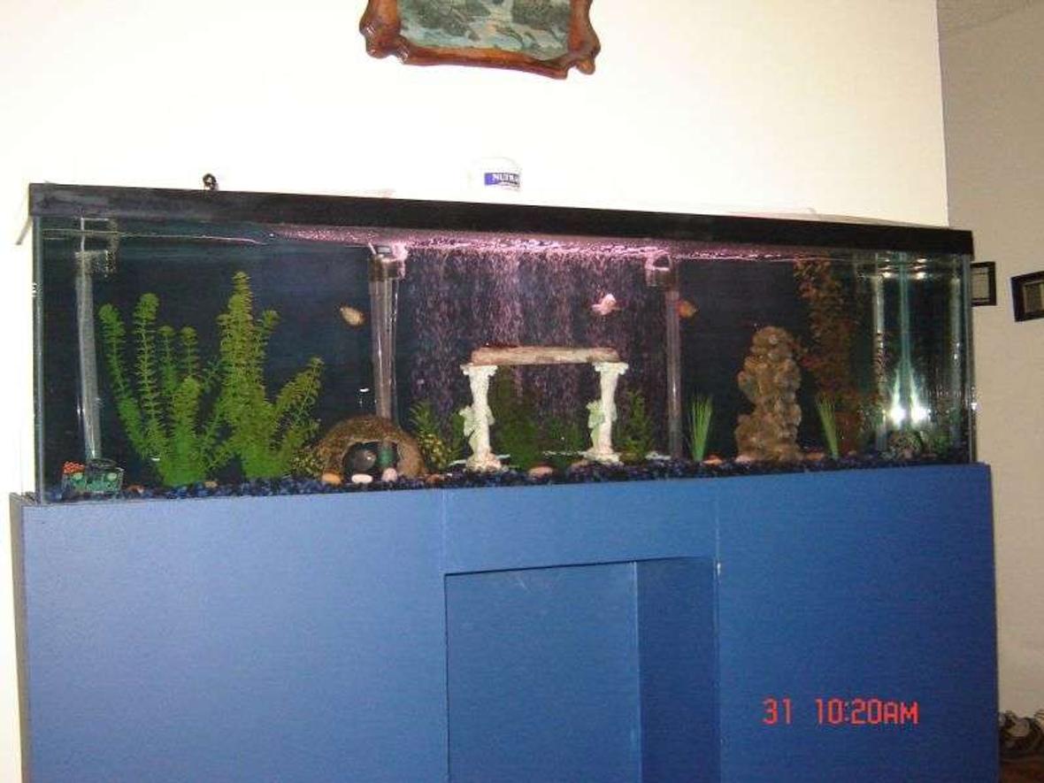 88 gallons freshwater fish tank (mostly fish and non-living decorations) - my tank