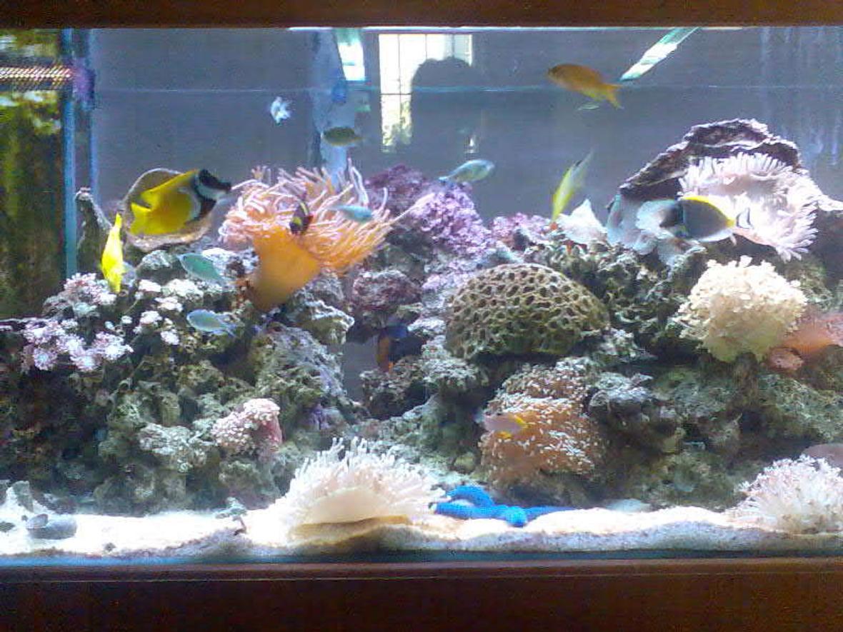 75 gallons reef tank (mostly live coral and fish) - this is my tank