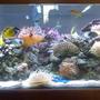 75 gallons reef tank (mostly live coral and fish) - this is my tank
